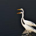 Great Egret