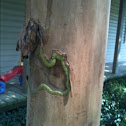 Crape myrtle bruise