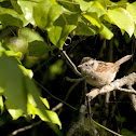 Swamp Sparrow