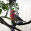 House finch