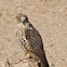 Falcon
