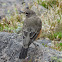 American Robin