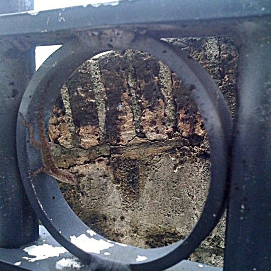 Spotting Image 1
