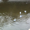 Seagull