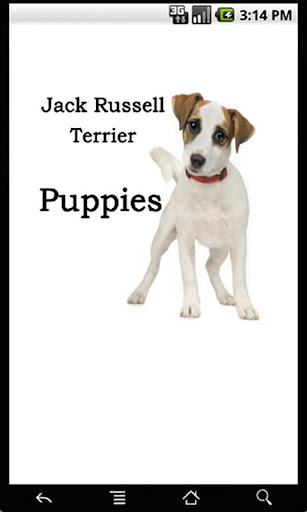 Jack Russell Terrier Puppies