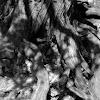 Roots