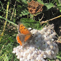 Small Copper on the Yarrow