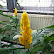 Golden shrimp plant