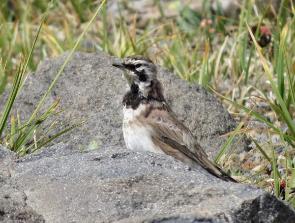 Spotting Image 1