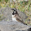 Horned Lark (juvenile)