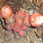 Balanophora