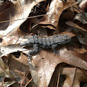 Eastern Fence Lizard