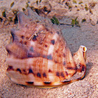Cassis sp.