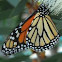 Monarch Butterfly