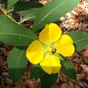 Large flower Primrose-Willow