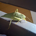 Katydid leaf bug