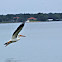 White pelican