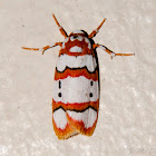 Arctiidae Moth