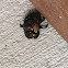 Dung Beetle