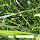 Sample of Czech nature