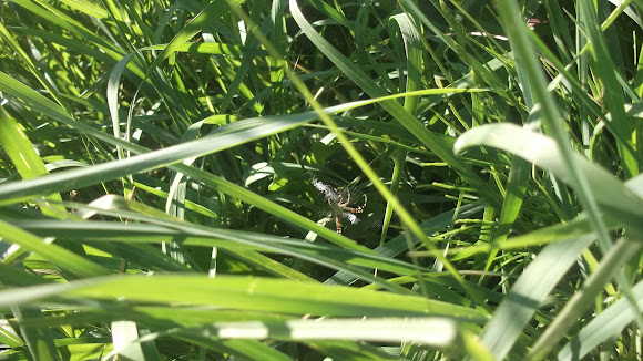 Spotting Image 1