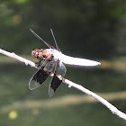 Common Whitetail (male)