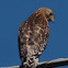 Red-shouldered Hawk