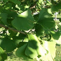 Ginkgo
