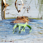 North American Beaver