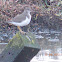 Spotted Sandpiper