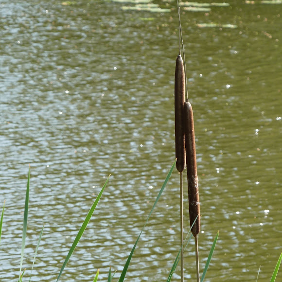 Spotting Image 1