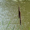 Bullrush