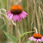 Echinacea