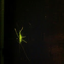 Unknown spotting
