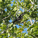 Bananaquit
