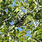 Bananaquit
