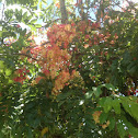 Rainbow Shower Tree