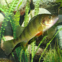 Yellow Perch