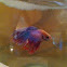 Crowntail Betta