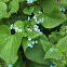 I used to call this Forget-me-not