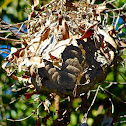 Bees Nest
