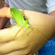 katydid