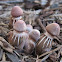 Lepiota mushroom