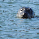 Harbor Seal