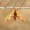 Sphinx Moth