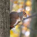 Eastern Grey Squirrel
