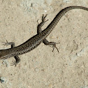 Spotted skink