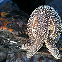 common northern sea star