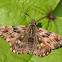 Mallow Skipper