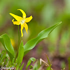 Glacier Lily